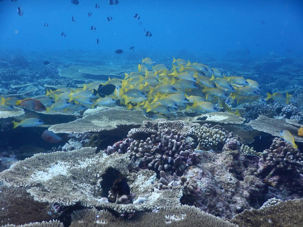 Hotel Dhivehi Experience Dhigurah  Zewnętrze zdjęcie