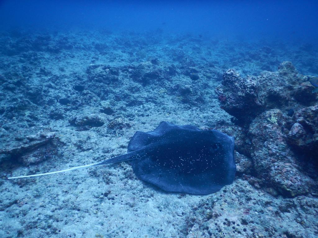 Hotel Dhivehi Experience Dhigurah  Zewnętrze zdjęcie