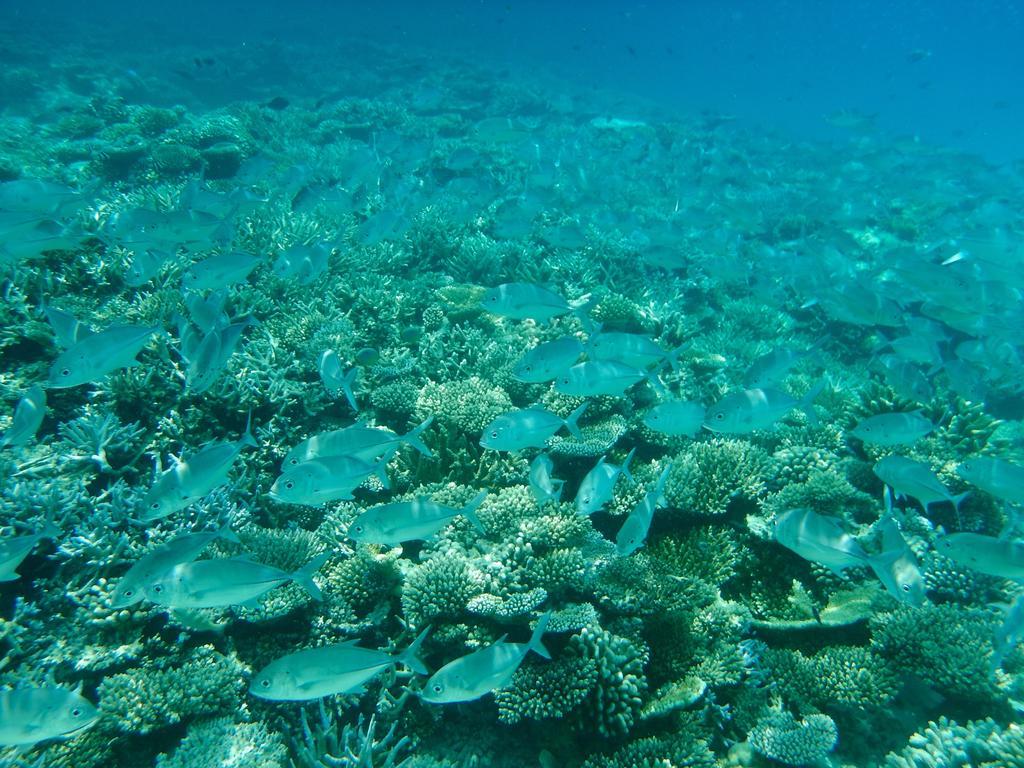 Hotel Dhivehi Experience Dhigurah  Zewnętrze zdjęcie